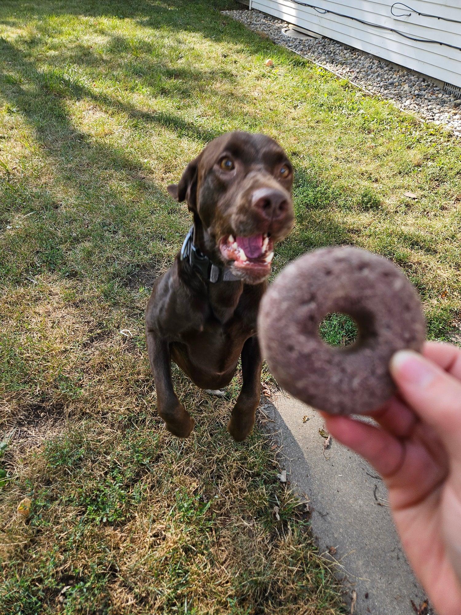 Treats